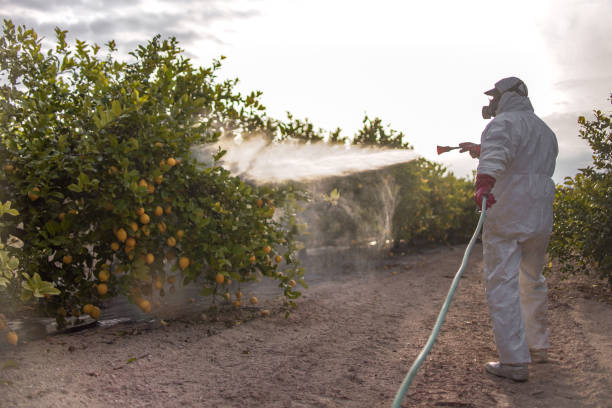 Best Cockroach Control Services  in Wheeler, TX