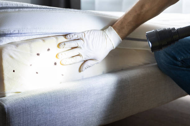 Best Residential Pest Control  in Wheeler, TX