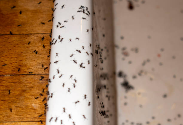 Best Commercial Pest Control Services  in Wheeler, TX