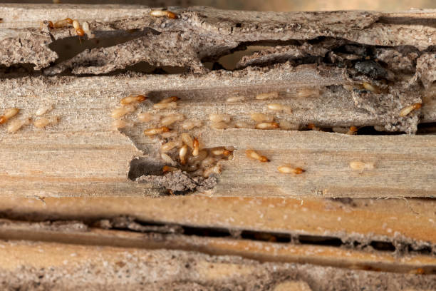 Best Pest Control Near Me  in Wheeler, TX