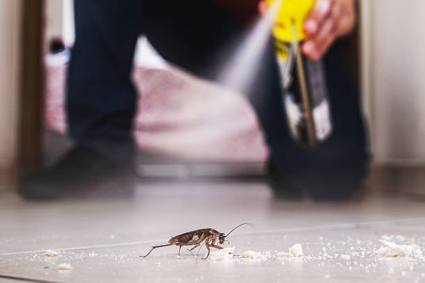 Best Rat Extermination Near Me  in Wheeler, TX